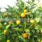 fresh seedless sweet orange tree seedling