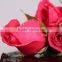 hot sale fresh red rose flower with best quality