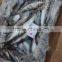 frozen sardine (sardinella longiceps) ,New arrivals