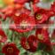 hot sale fabric artificial flower making decorative silk poppy flowers