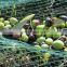 uv resistant plastic collection fruit fly olive harvesting net with reinforced corners