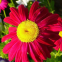 500g Online sale Mix F1 bulk loose African daisy gerbera flower seeds for planting