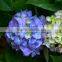 Top grade Best-Selling promotional 2 heads hydrangeas