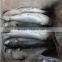 HACCP EU certification Land frozen Roe off Grey mullet and mugil cephalus
