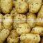 Small Size Fresh Potato