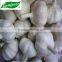 2015 new crop pure white garlic 4.5