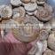 wholesale top quality natural snail fossils ammonite fossils for sale