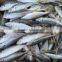Whole Round Frozen Horse Mackerel Fish