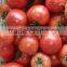 High Quality Fresh Tomato/farm Fresh Tomatos