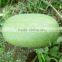Hybrid f1 watermelon seeds-Beautiful exquisite