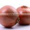 Best Selling Products Natural Yellow and Red Onion in Low Price