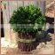 preserved boxwood bundle
