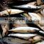 Frozen Pacific Mackerel Fish