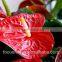 high quality natural fresh cut flower anthuriums for birthday