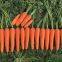 Vegetable Seeds Fresh Carrots Seeds for Sale No.84