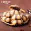 Leading manufacturer provides chocolate jam filled cookies forming machine for sale
