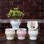 Color macaron gypsophila small fresh desktop succulent flower pot