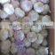 white garlic,pure white garlic