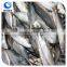 China Supplier Frozen Seafood Fish Indian Mackerel