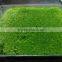 Frozen fish roe -green