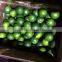 FRESHLY FRESH GREEN LIME FOR SALE 2016
