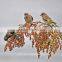 white sorghum seeds for animal feed