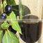LAUREL BERRY OIL 100 % PURE & NATURAL LAUREL SEED OIL