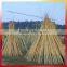 Bamboo poles support apple tree growing