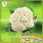 with Best Quality For SaleChina New Crop Fresh white Cauliflower