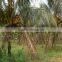 natural coconut fruit palm tree