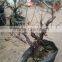 re Plum Prunus Mume Seedling Tree