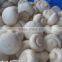 new crop mushrooms slice canned with good price best flavor