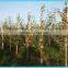 Wy-C106 nature bamboo pole
