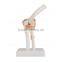 Vivid Bone Joint Elbow Model