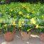 Allamanda Cathartica