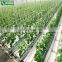 High Quality Cheap Cucumber Light Deprivation Greenhouse