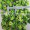 Sinocharm BRC A Approved 3-5cm IQF Fresh Florets Broccoli Frezedry Floret Frozen Broccoli