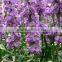 Fresh cut useful cut violet flower