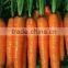 High Quality Dark Yellow Carrot Oil