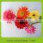 Wide varieties factory direct types of fresh cut flowers of gerbera