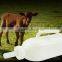 Calf feeding bottle nipples,animal rubber nipples