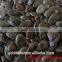 organic dark green pumpkin seeds grown without shell (GWS) AAA/ AA / A