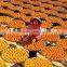 Chinese original Healthy Food the Dried Persimmon wholesale from xi'an