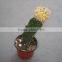 chamaecereus Sylvestri F.variegata mini grafted cactus succulent indoor plants bonsai nursery echinocactus grusonii cereus cacti