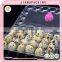 Hot selling chicken duck quail egg tray plastic quail egg carton