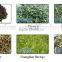 2016 latest technology ISO certificated VSEE Manufactured CCD optical large capacity green tea sorter machine