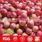 export fresh red delicious apple fruit fresh qinguan apple