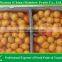 Fresh Nanfeng Honey Baby Mandarin Supplier From China