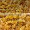 Dried golden raisin for the Middle East market