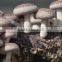 OAKMUSHROOM MYCELIUM